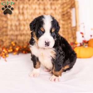 Ray, Bernese Mountain Dog Puppy